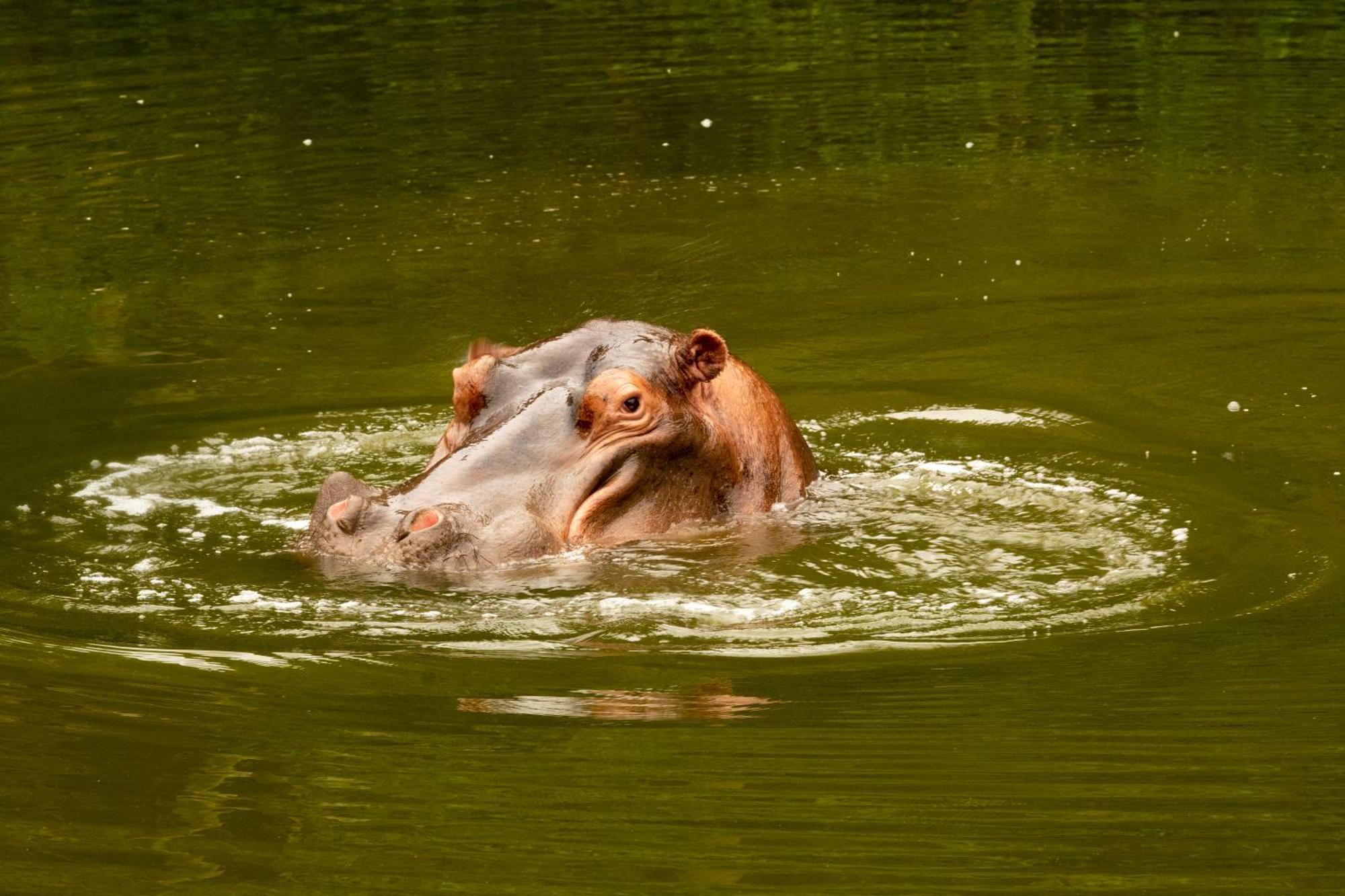Hopewell Private Game Reserve Buyskloof Εξωτερικό φωτογραφία