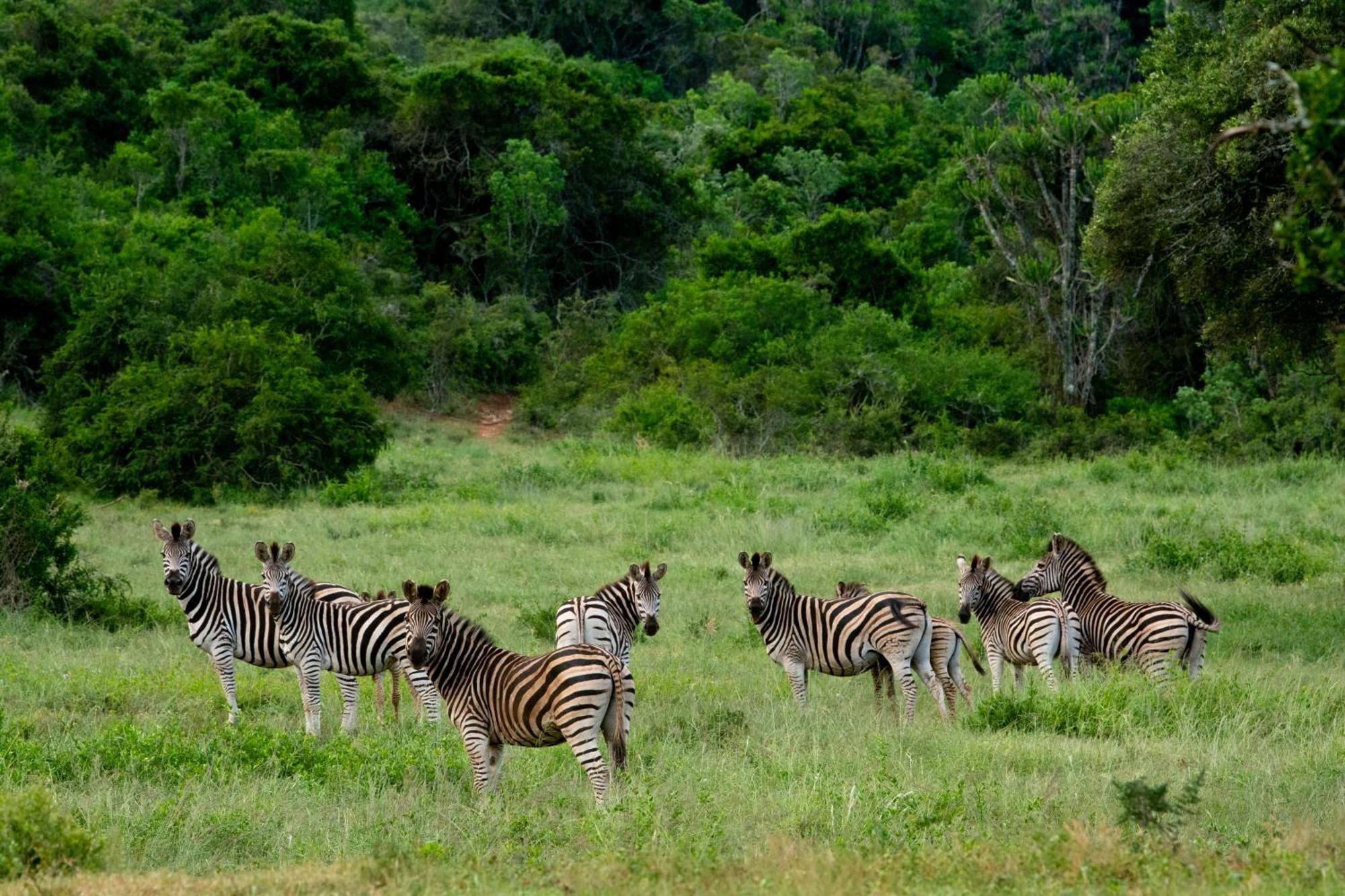 Hopewell Private Game Reserve Buyskloof Εξωτερικό φωτογραφία