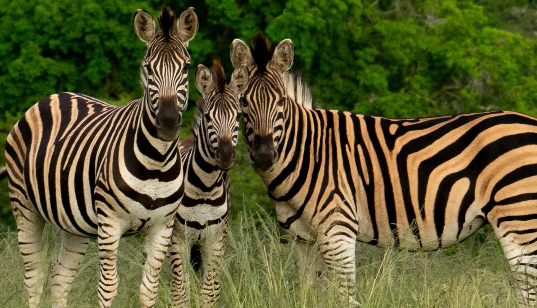 Hopewell Private Game Reserve Buyskloof Εξωτερικό φωτογραφία