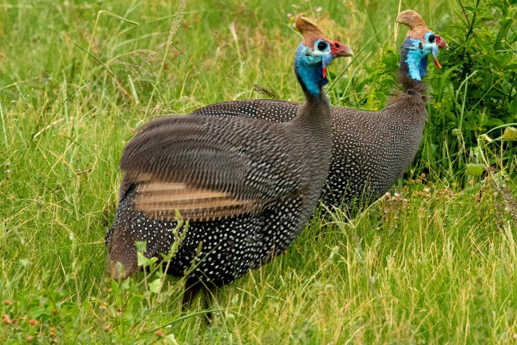 Hopewell Private Game Reserve Buyskloof Εξωτερικό φωτογραφία