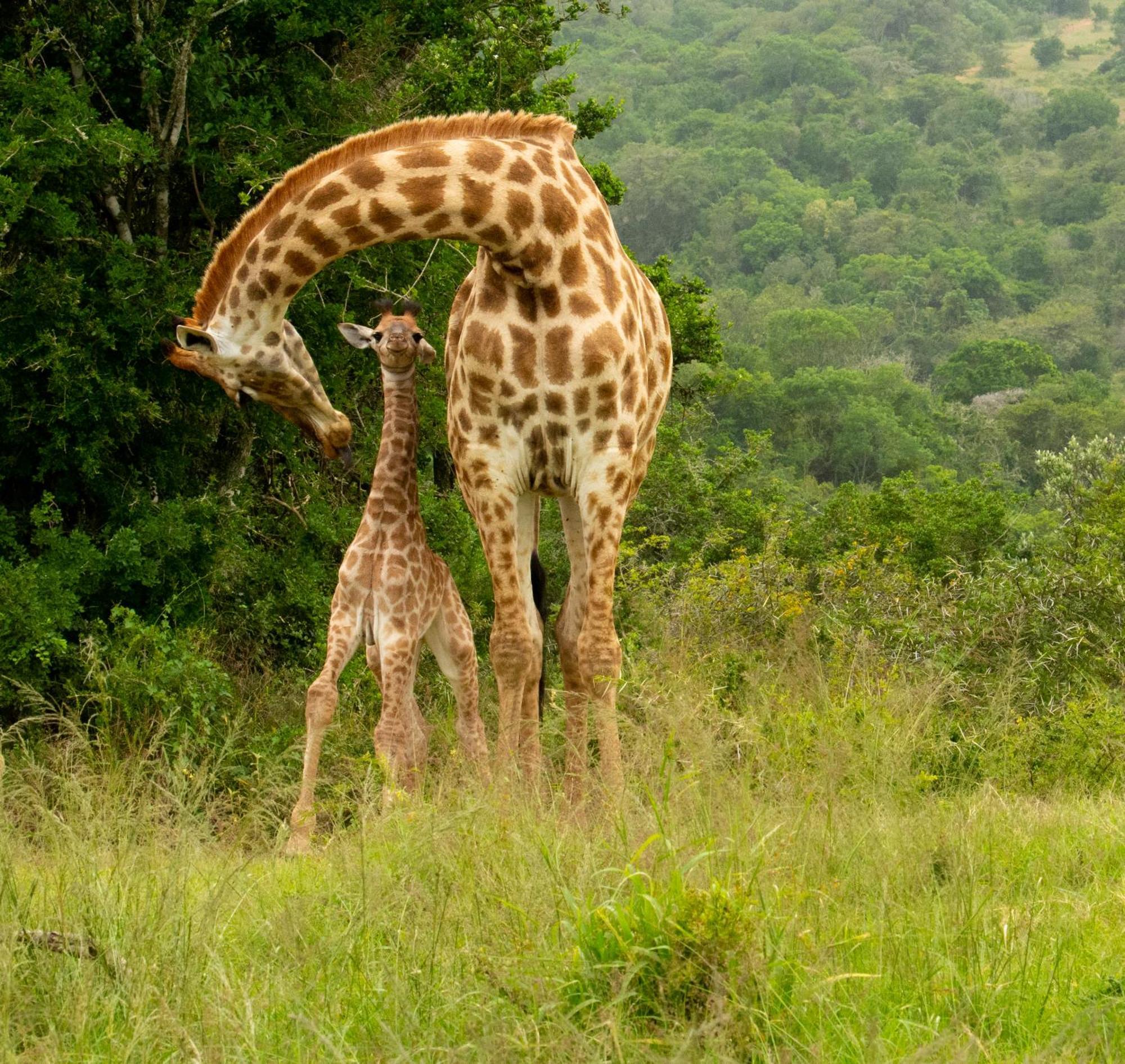 Hopewell Private Game Reserve Buyskloof Εξωτερικό φωτογραφία