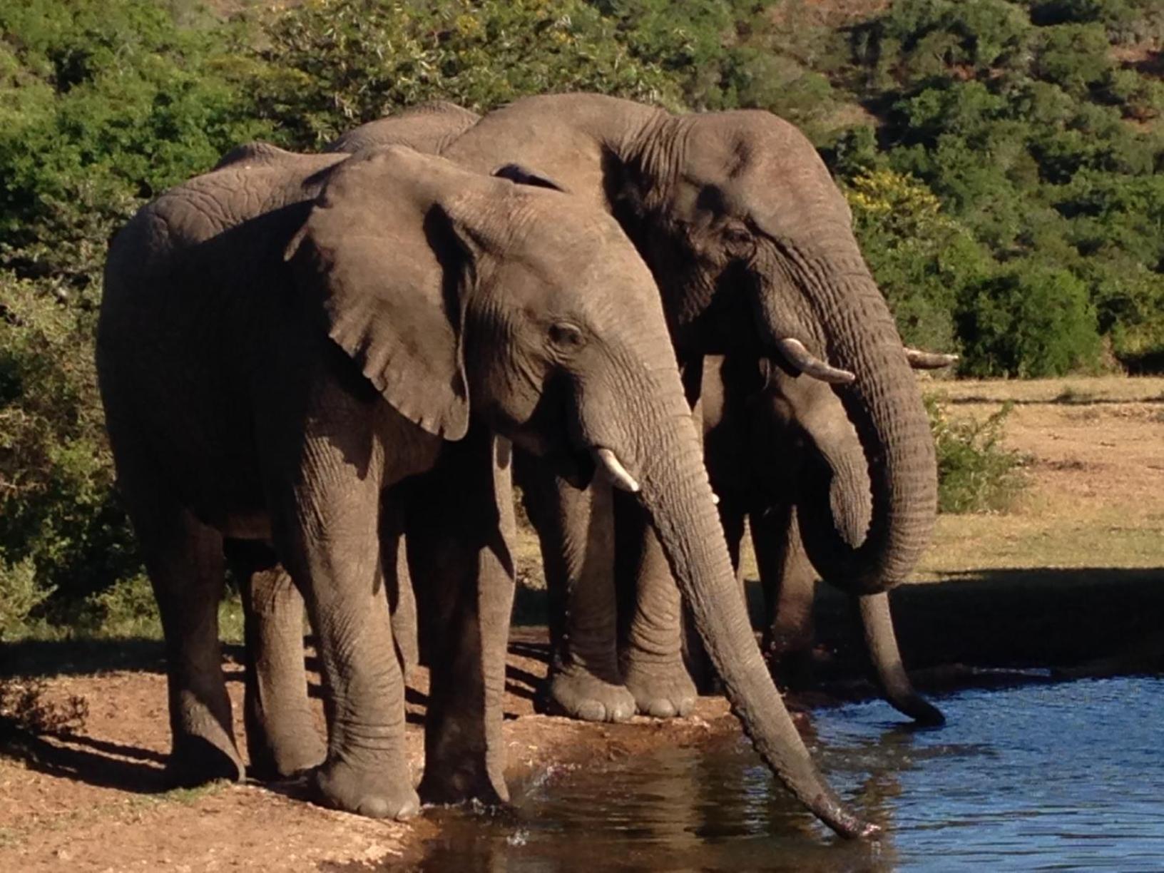 Hopewell Private Game Reserve Buyskloof Εξωτερικό φωτογραφία