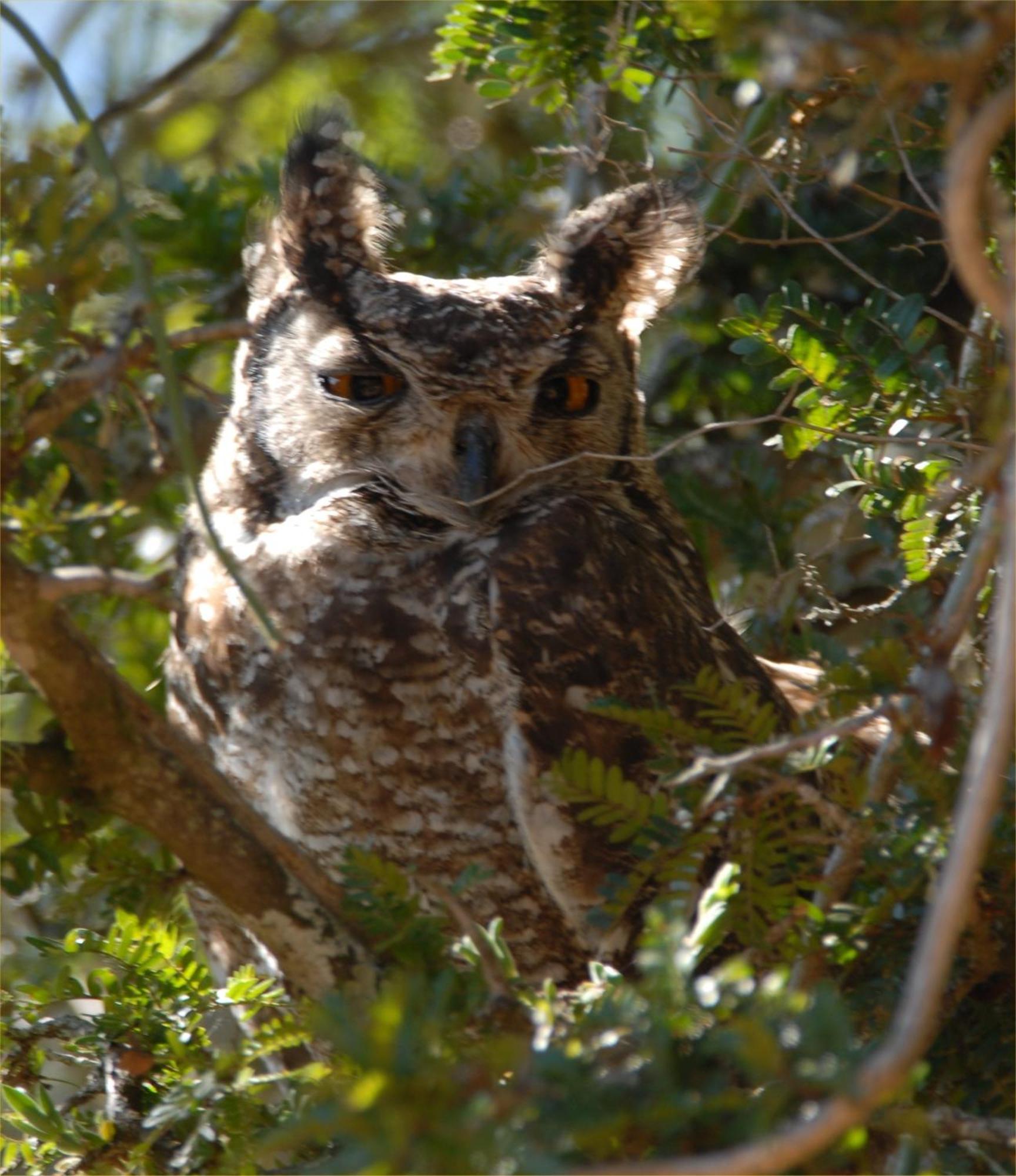 Hopewell Private Game Reserve Buyskloof Εξωτερικό φωτογραφία