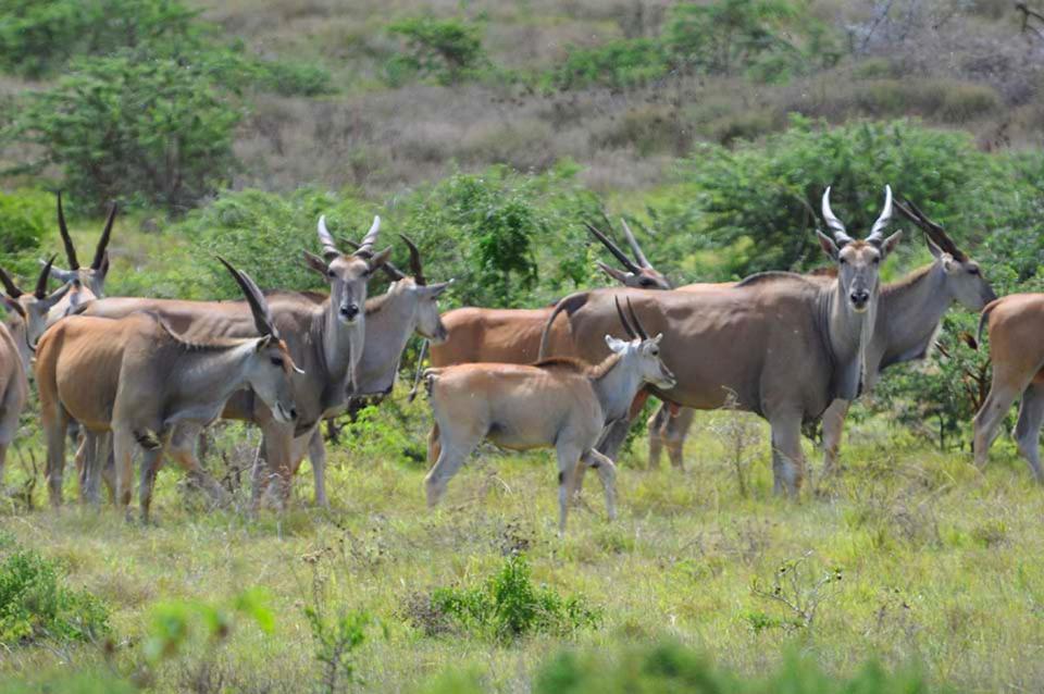 Hopewell Private Game Reserve Buyskloof Εξωτερικό φωτογραφία