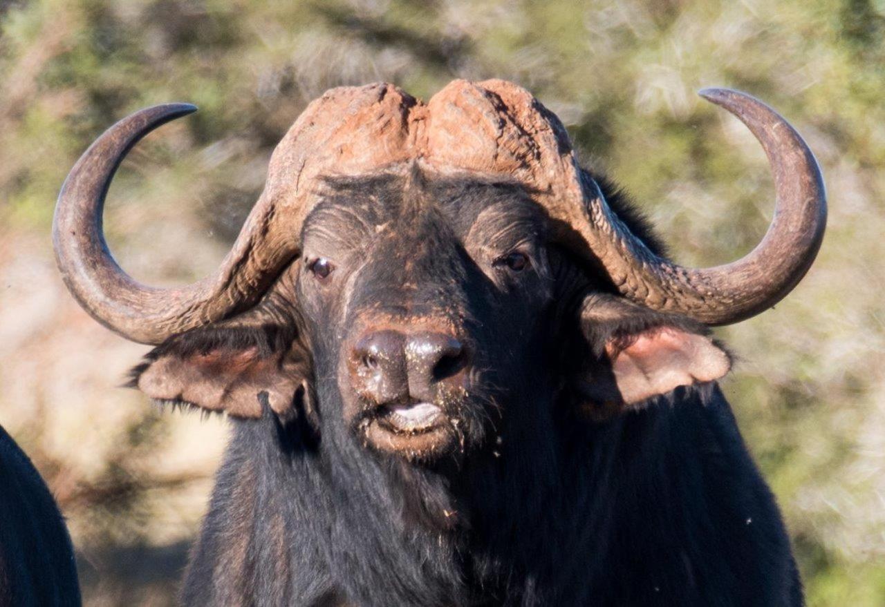 Hopewell Private Game Reserve Buyskloof Εξωτερικό φωτογραφία