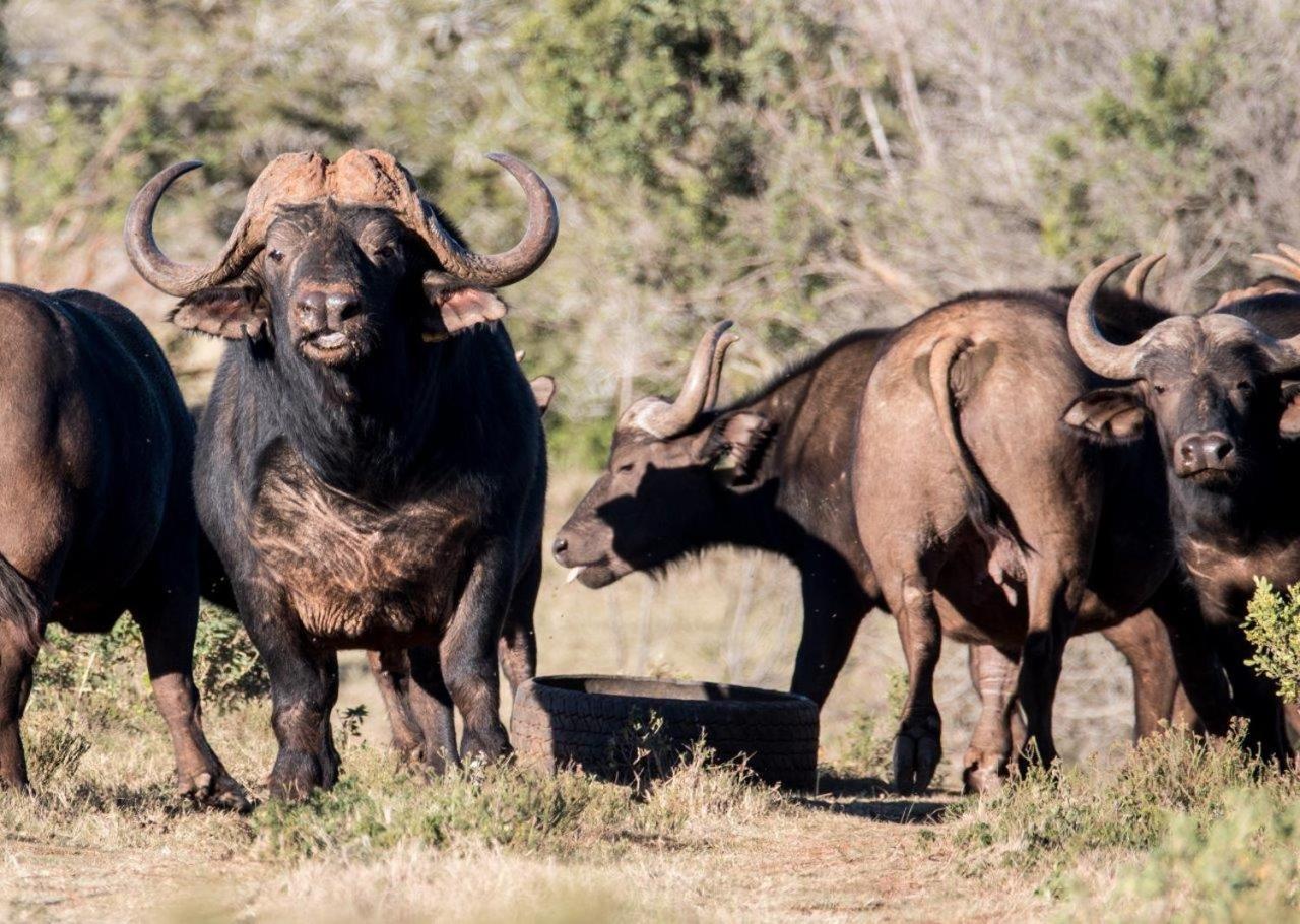 Hopewell Private Game Reserve Buyskloof Εξωτερικό φωτογραφία