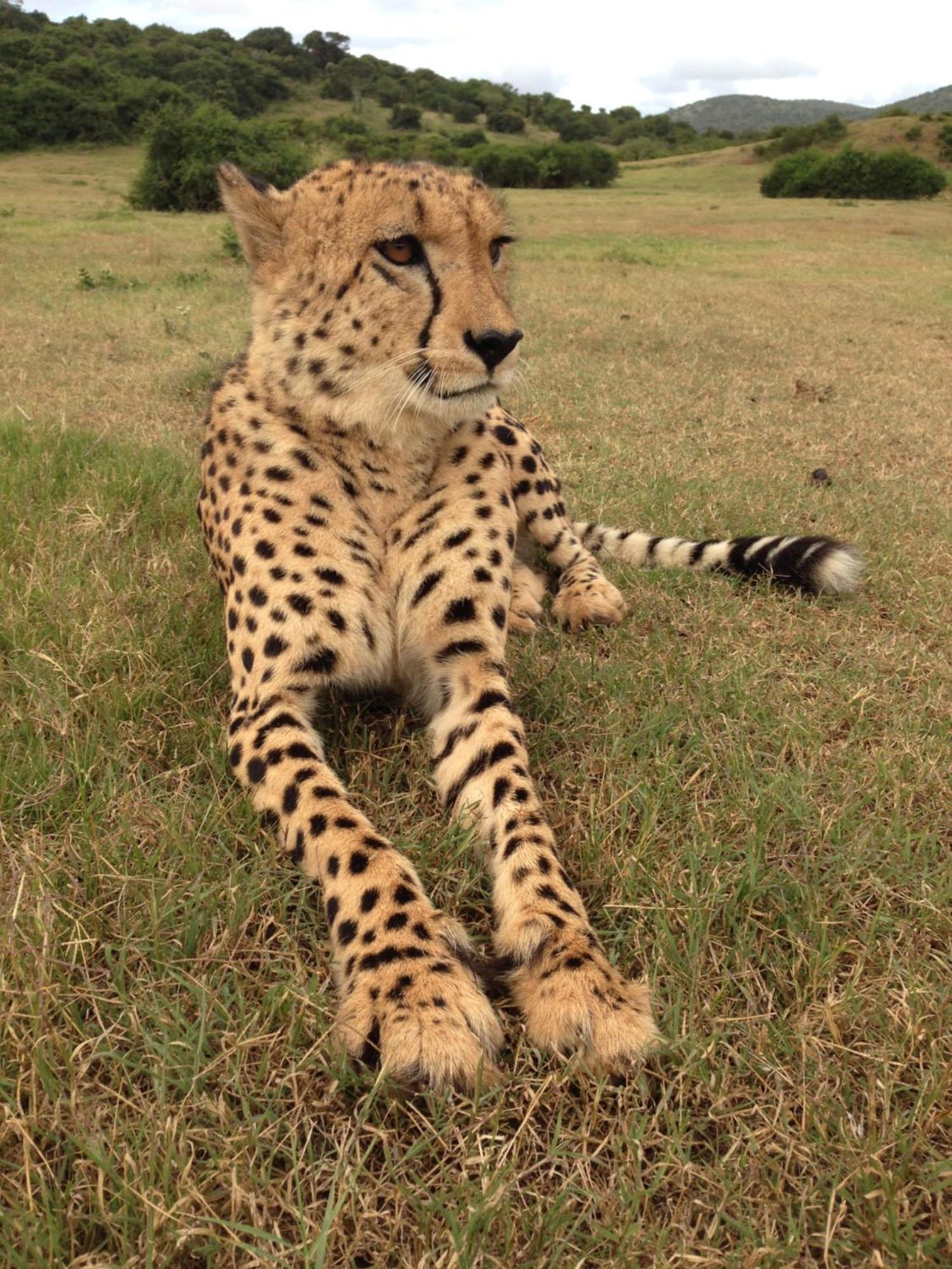 Hopewell Private Game Reserve Buyskloof Εξωτερικό φωτογραφία