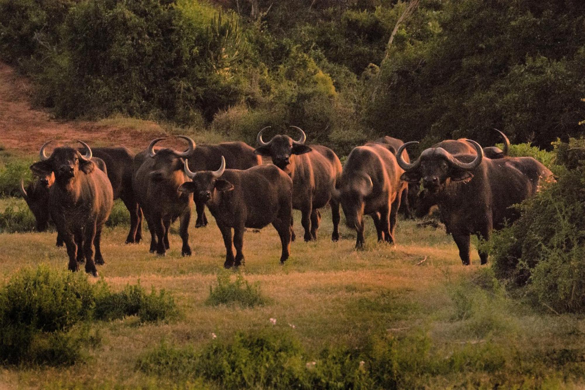 Hopewell Private Game Reserve Buyskloof Εξωτερικό φωτογραφία